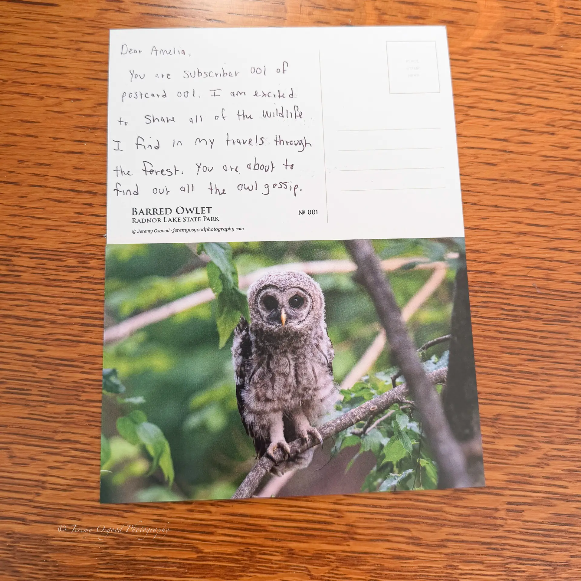 Wildlife postcard subscription card. Barred owlet photo postcard showing the animal and the sighting note